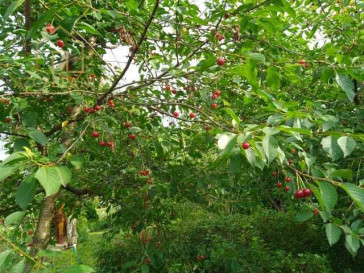 Działka Sprzedaż Rzeszów al.&nbsp;Niepodległości